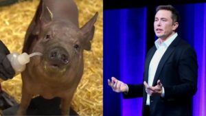 Elon Musk's Neuralink Pig Experiement